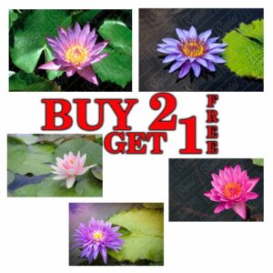 BEAUTY OF THE NATURE PRINT POSTER | LOTUS FLOWER | A4 & A3 | BUY 2 GET 1 FREE